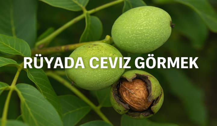 Rüyada Ceviz Görmek – Bolluk, Bereket ve Kazanç